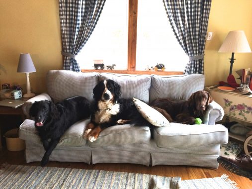 Bingley, Buckley, and Tex all crossed the Rainbow bridge in 2016. Bing and Buck both died of cancer.