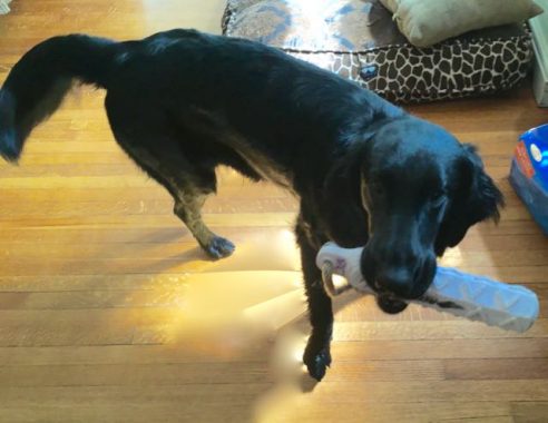 Zuzu and her beloved bumper.